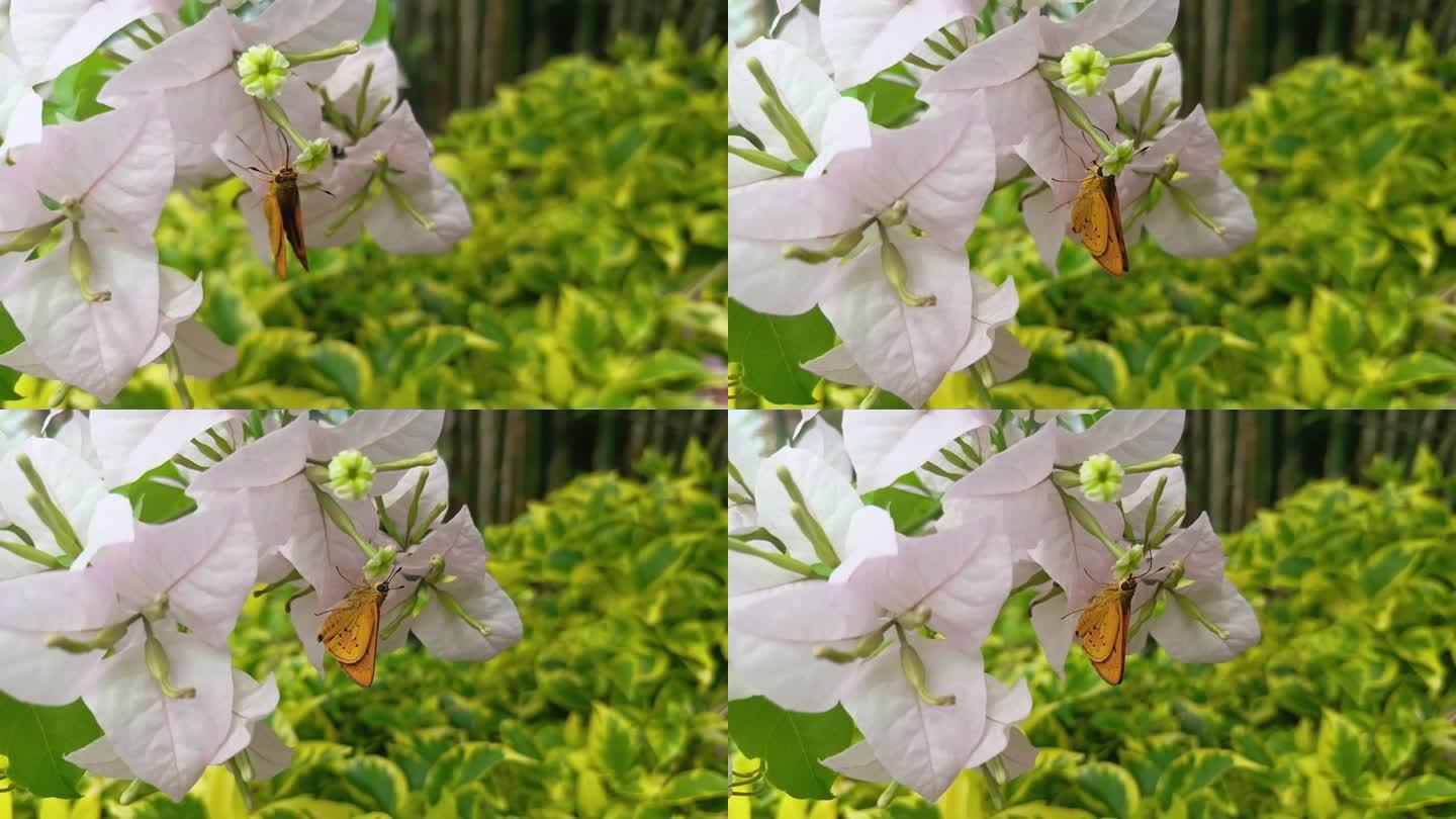 Butterfly landing on flower