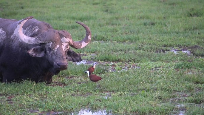 在沼泽地里，一只小鸟成功地把一头水牛挡在了她的巢外。