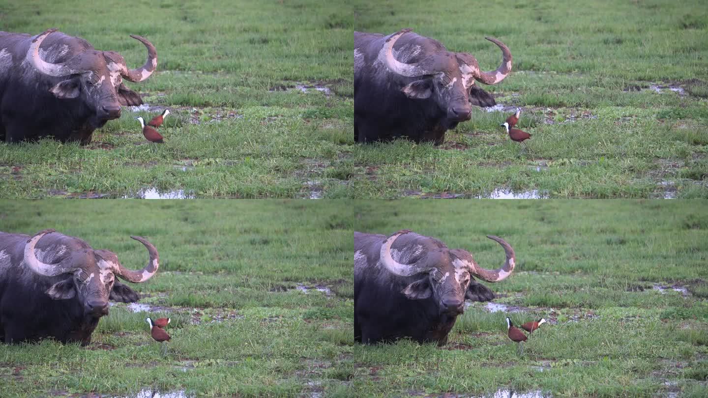 在沼泽地里，一只小鸟成功地把一头水牛挡在了她的巢外。