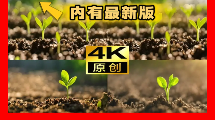 绿芽萌芽嫩芽绿苗春分立春生根发芽破土而出