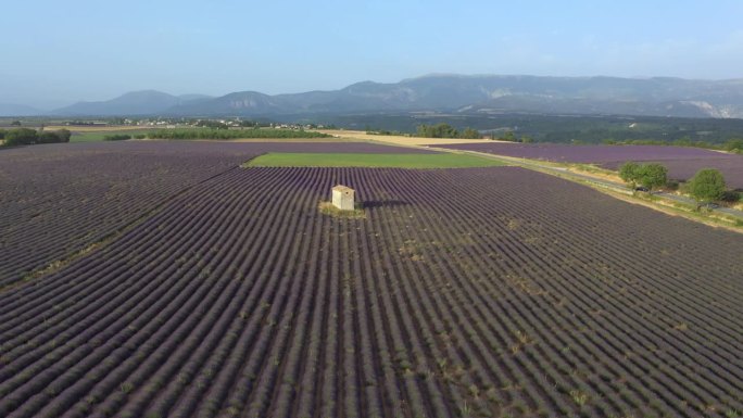 法国普罗旺斯的薰衣草田