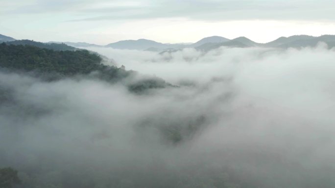 云南 西双版纳 云雾下的森林 航拍