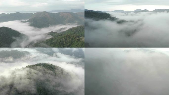 云南 西双版纳 云雾下的森林 航拍
