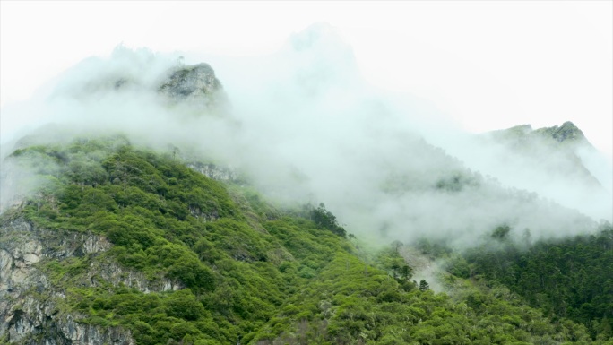 雨雾缭绕 山 树 林 风景