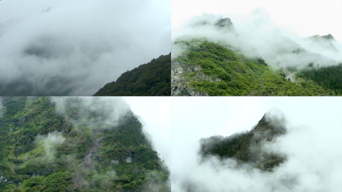 雨雾缭绕 山 树 林 风景