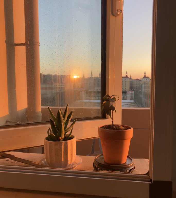 夕阳下的窗边绿植