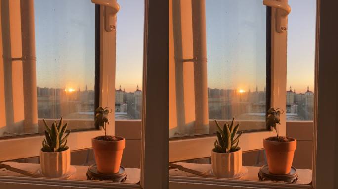 夕阳下的窗边绿植