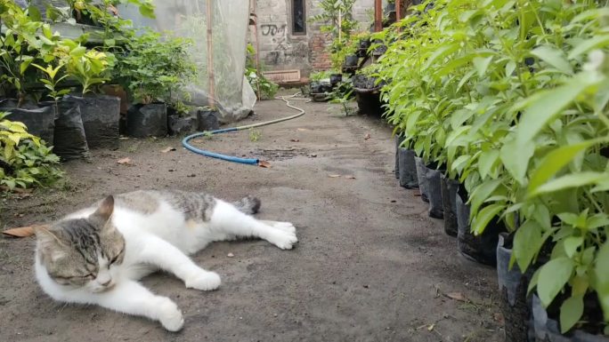 一只猫在花园里玩