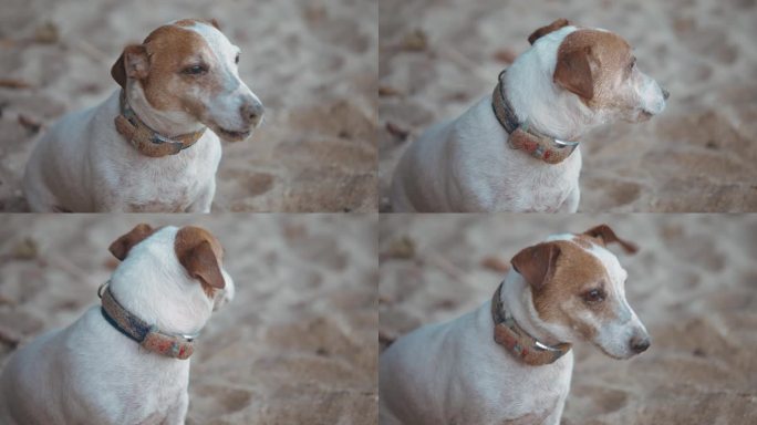 狗玩得开心。日落时分在沙滩上打滚。爱友谊的人与动物的宠物。狗在沙子里打滚，在金色的日出时弄得脏兮兮的