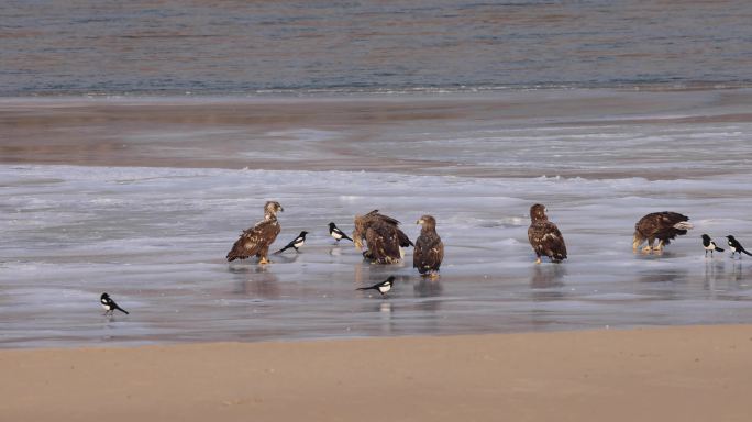 5J4A4498一群白尾海雕争食