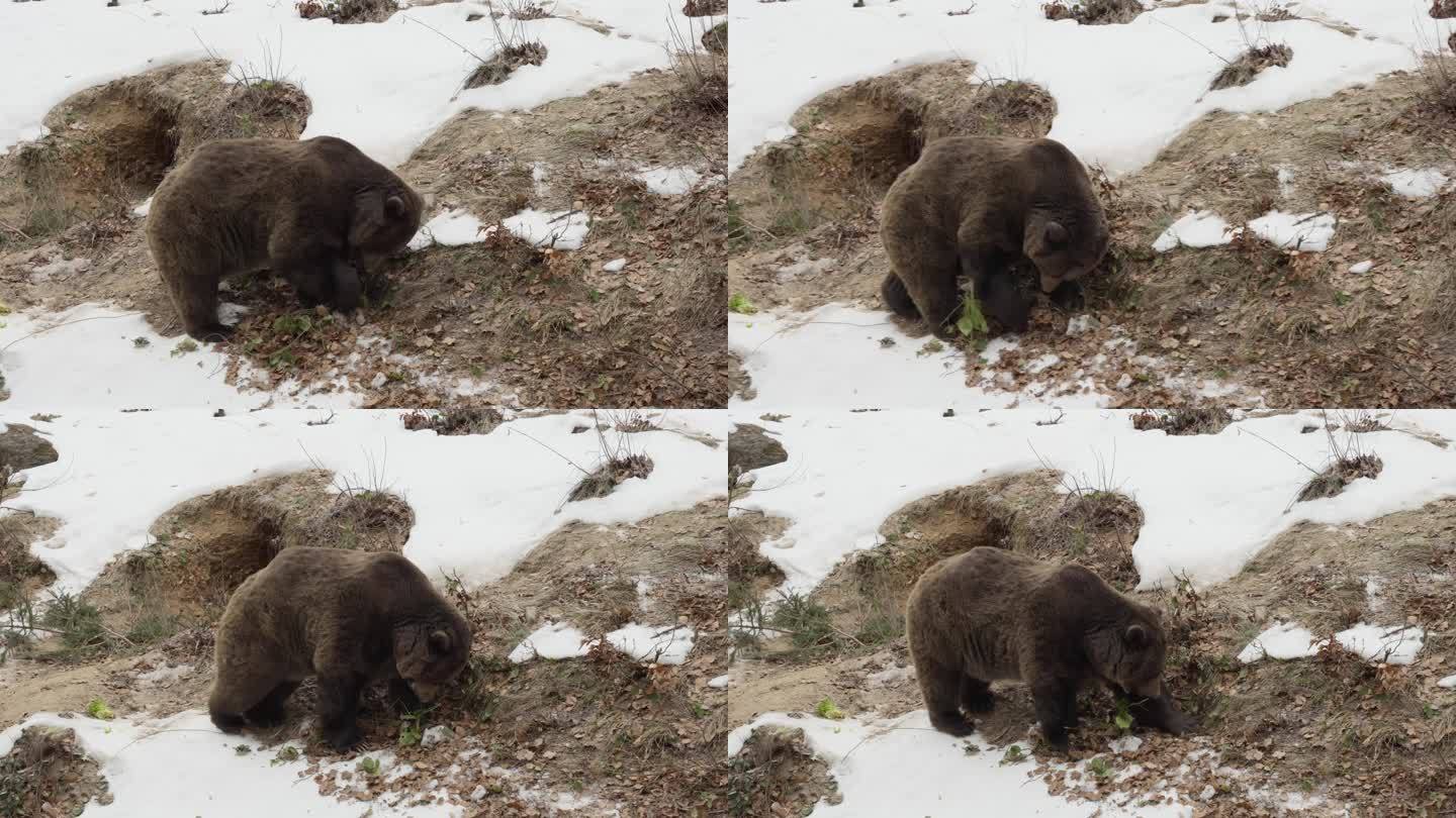 冬天的大棕熊。