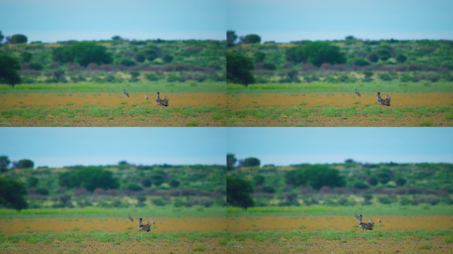 三月里，南非克鲁格国家公园里，一种鸟穿过稀树大草原上高高的绿草