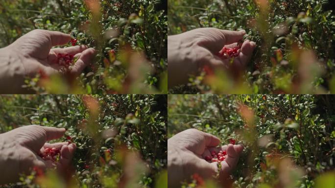 阳光明媚的一天，男性高加索人从灌木中采摘野生蔓越莓