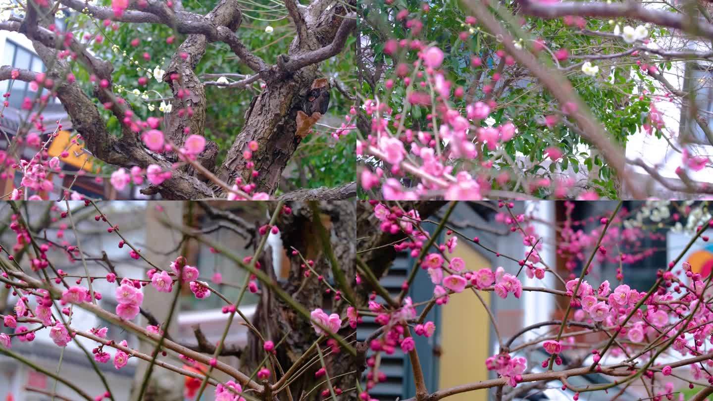 杭州植物园灵峰探梅梅花开了风景视频素材