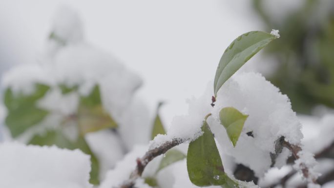 冬天 雪景 树叶