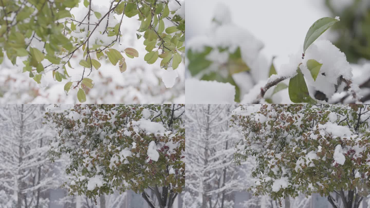 冬天 雪景 树叶