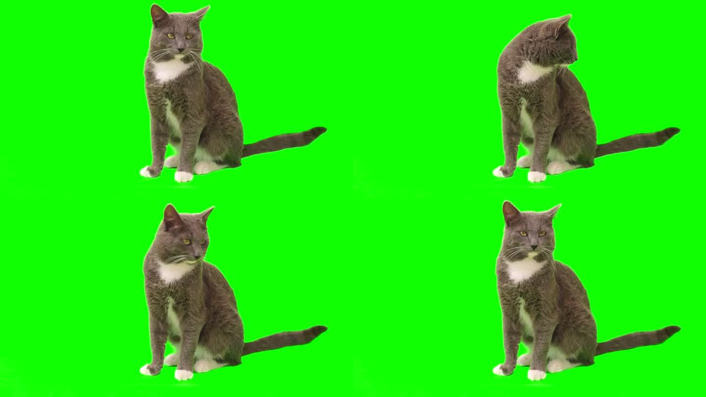 猫在绿屏上变色。灰猫被隔离在绿幕上。猫咪坐着，看着镜头，玩着，抓着。猫舔它的口鼻。小猫的视频。键控。