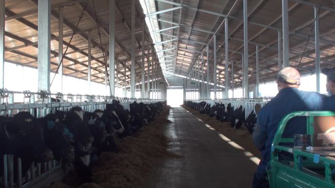 畜牧业现代化奶牛养殖奶牛配种奶牛人工授精