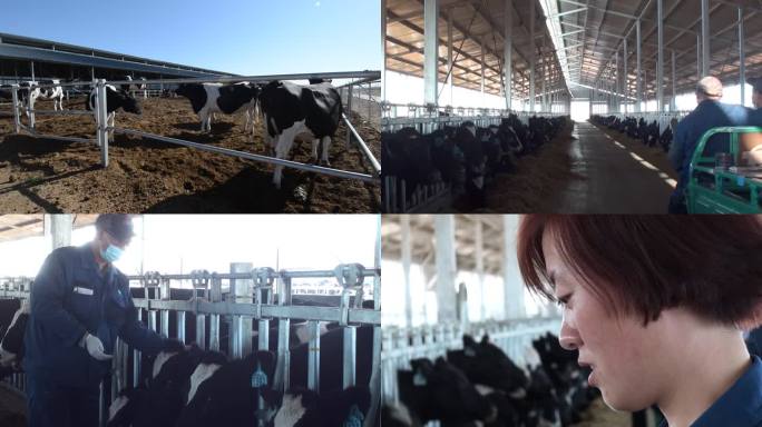 畜牧业现代化奶牛养殖奶牛配种奶牛人工授精