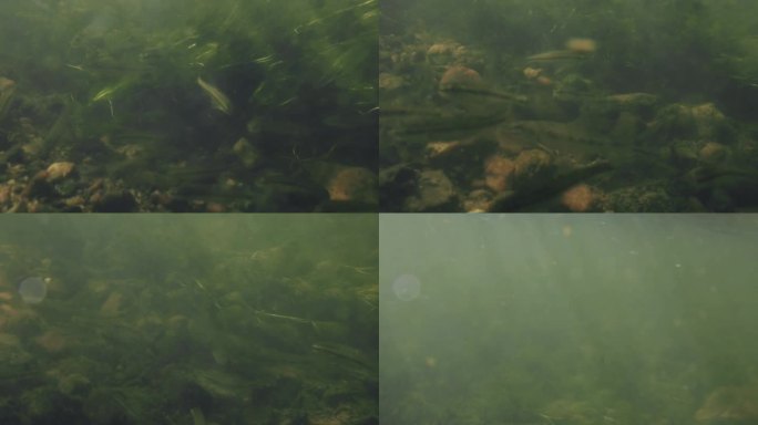 河里的鱼特写镜头