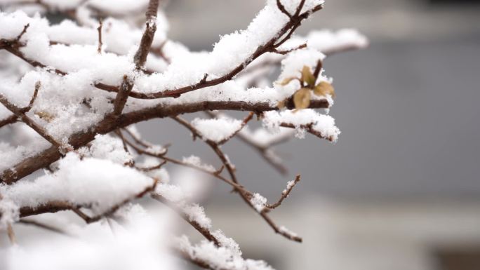 下雪环境