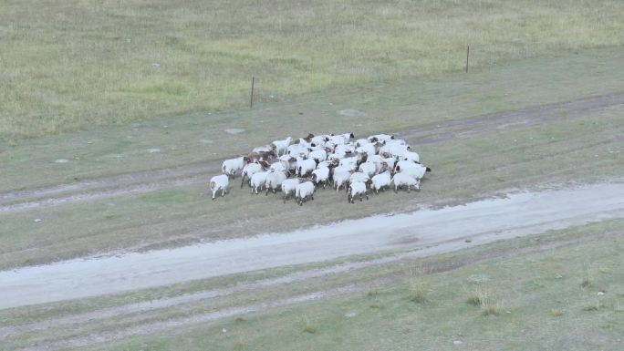 航拍牧羊群