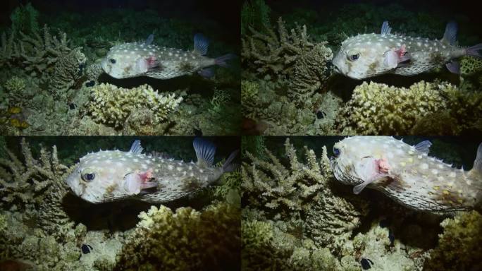 在珊瑚礁上，活的毒河豚展示了水下海洋的美丽。