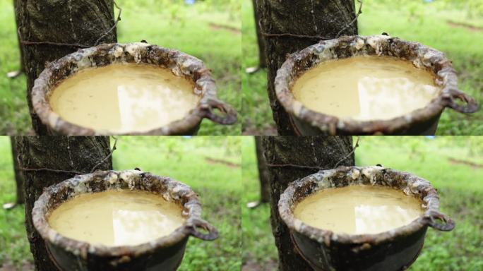 生胶乳碗来自泰国东南亚伐木工业农场产品4k