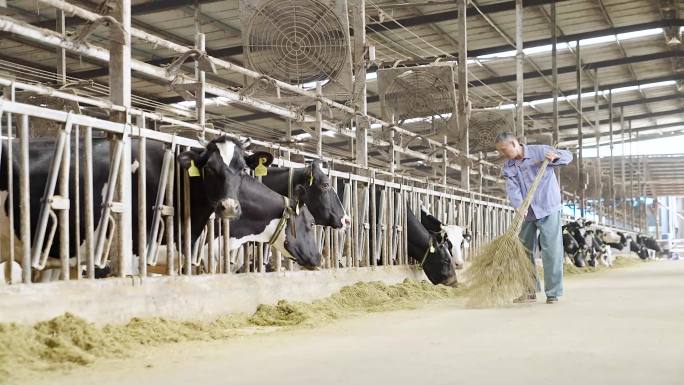 奶牛工人小牛喝奶养殖 繁殖牛养牛场奶牛场