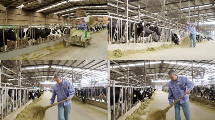 奶牛工人小牛喝奶养殖 繁殖牛养牛场奶牛场