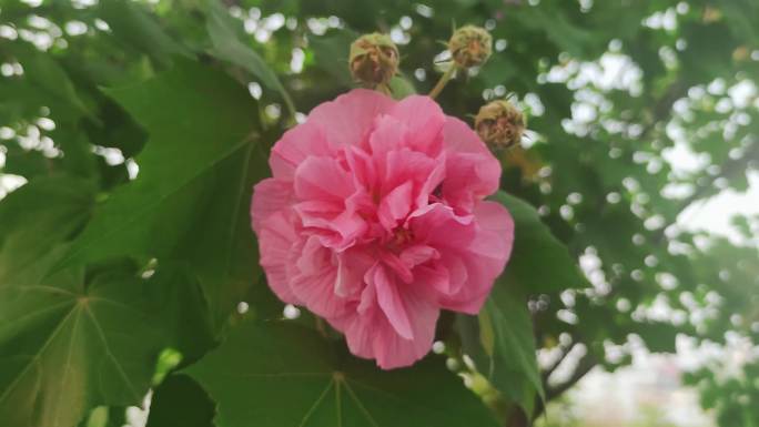 实拍植物鲜花芙蓉花