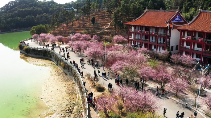 福州林阳寺梅花全盛