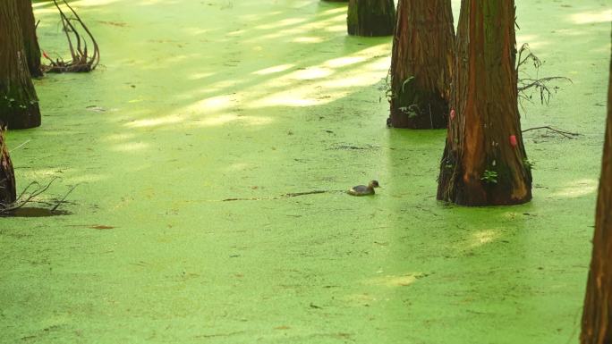 水上杉林里的野鸭子