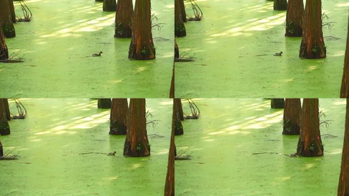 水上杉林里的野鸭子