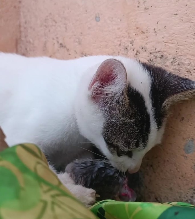 一只四个月大的小猫吃了妈妈抓的一只老鼠