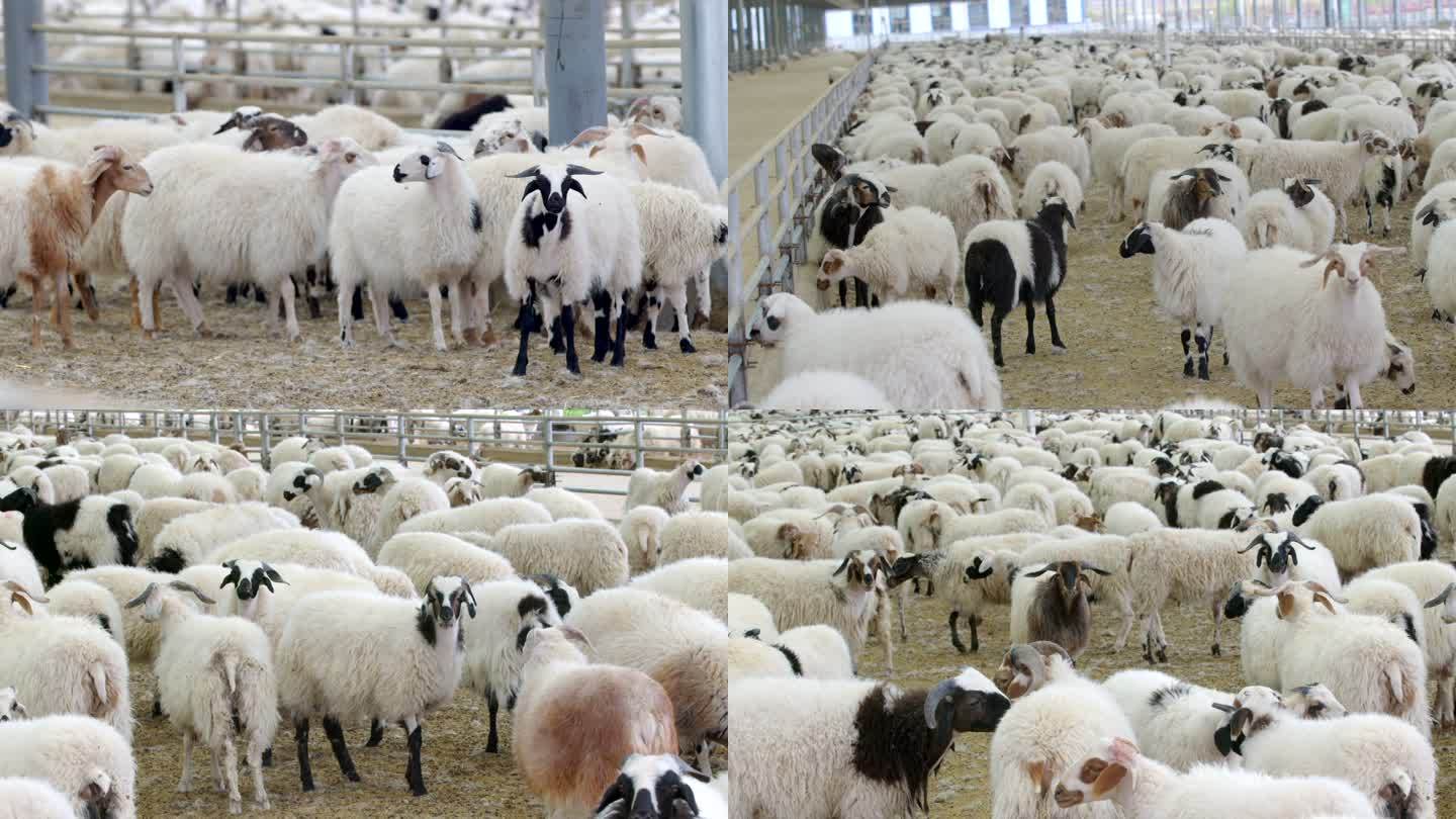 西藏羊 饲养羊 牧业 产业