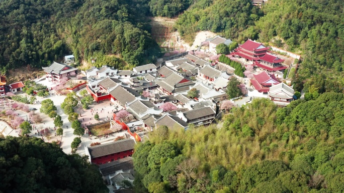 福州林阳寺梅花盛开全景