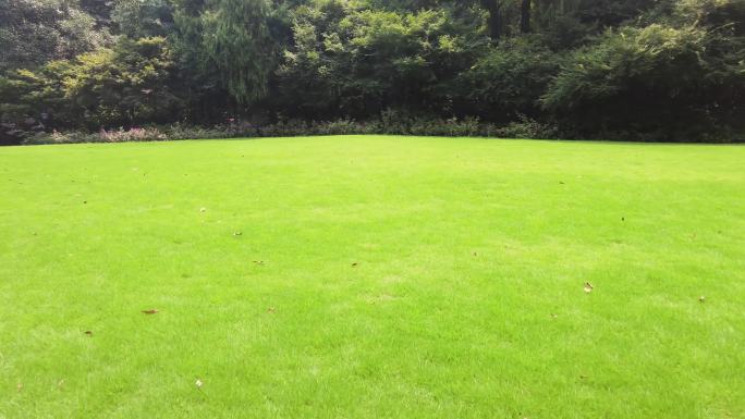绿色草坪草地