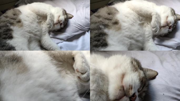 猫睡得很香
