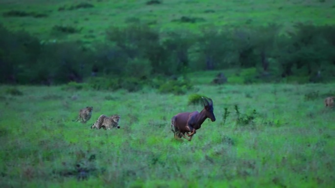 一只野生雄性非洲猎豹在森林里奔跑和捕猎鹿的镜头。一只野生非洲猎豹在森林中追逐一只鹿的史诗般的镜头