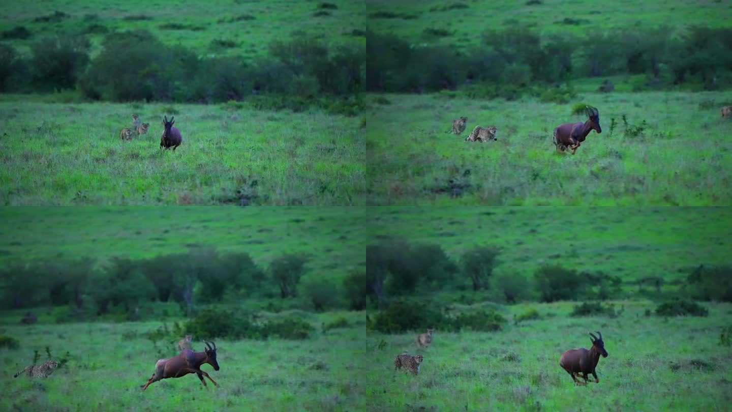 一只野生雄性非洲猎豹在森林里奔跑和捕猎鹿的镜头。一只野生非洲猎豹在森林中追逐一只鹿的史诗般的镜头