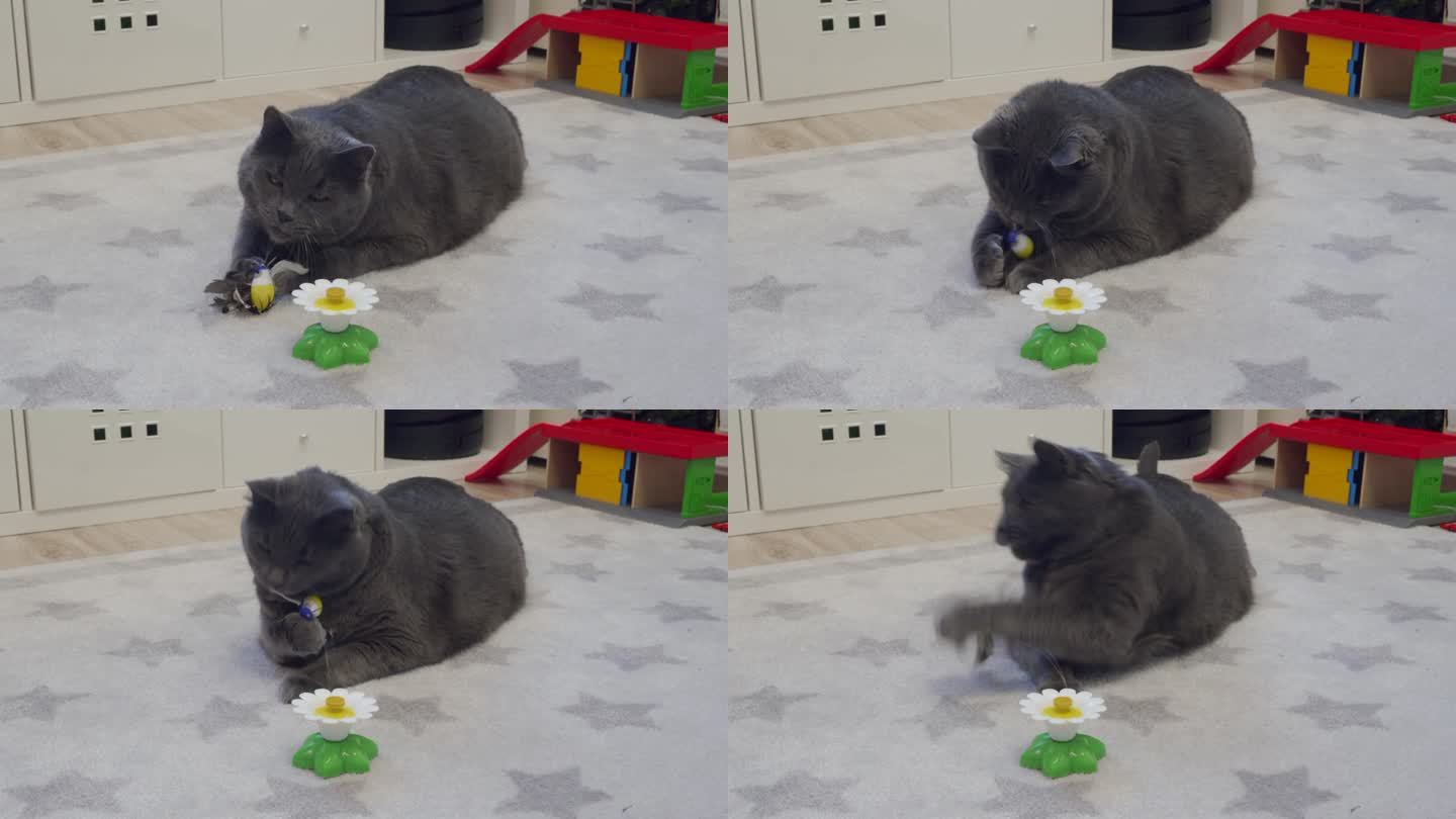 成年肥灰猫在玩猫咪互动鸟玩具。电动逗鸟猫玩具。飞行玩具供猫玩耍锻炼。