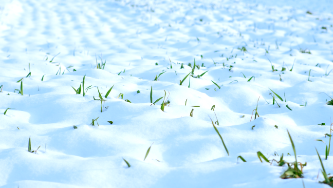 大雪覆盖的麦田