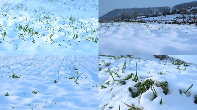 大雪覆盖的麦田