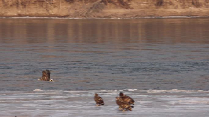 5J4A4500白尾海雕黄河边冰面降落