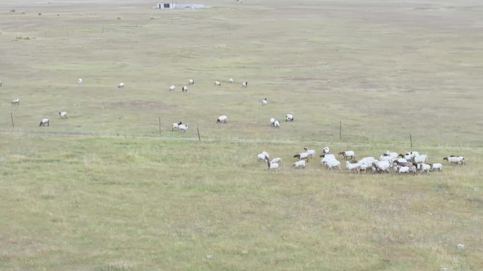 航拍草原牧羊群