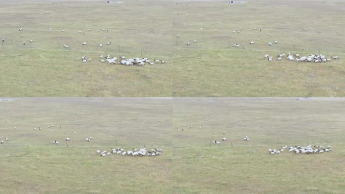 航拍草原牧羊群