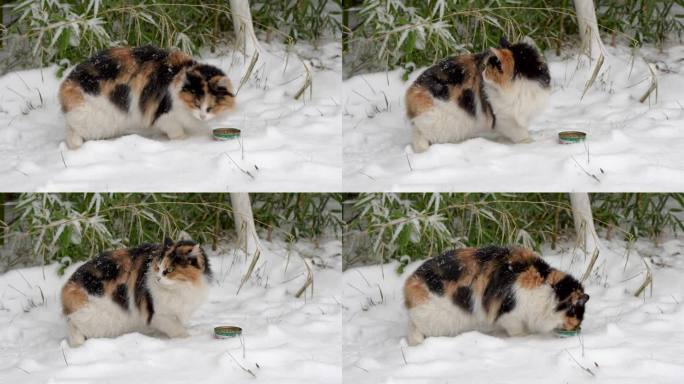 猫在户外雪地里吃东西，吃罐头猫粮