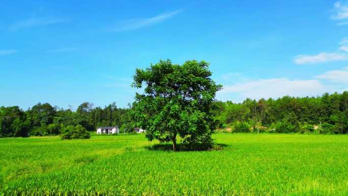 美丽乡村  稻田一棵树