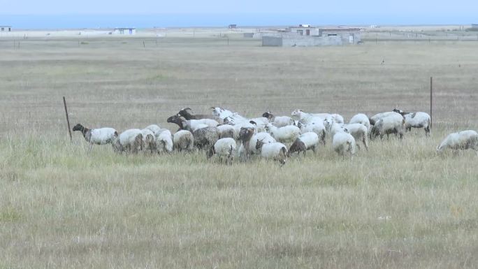航拍青海湖边牧羊群